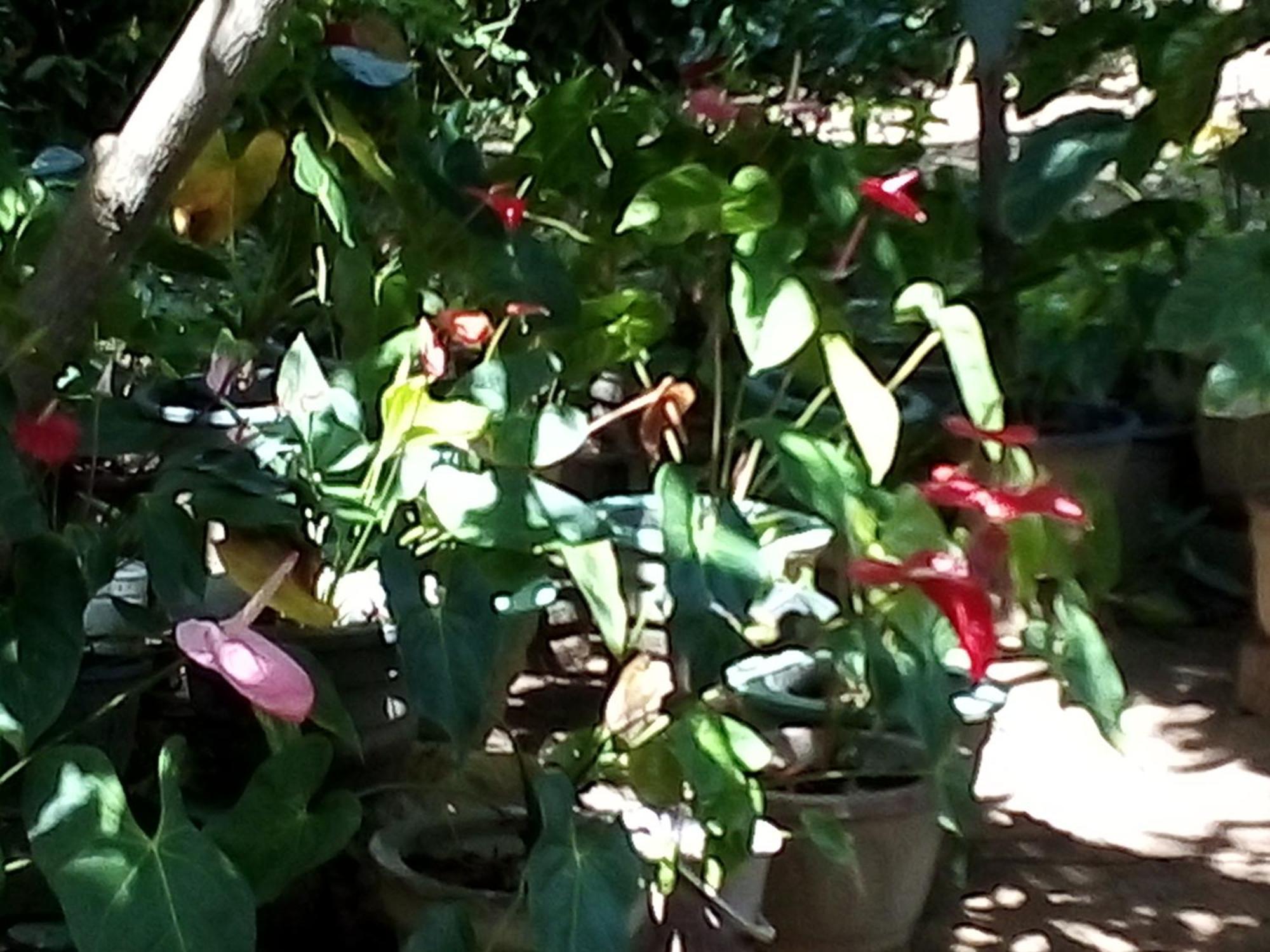 Bandula Home Stay Sigiriya Rum bild